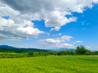 green field and blue sky