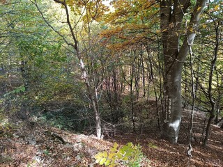 autumn in the woods