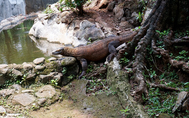 Close Up Komodo Dragon looking for prey. Komodo (Varanus komodoensis), is the largest species of lizard that still exists.