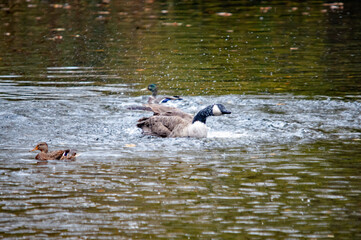 Weißwangengans schwimmt im Wasser