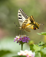 butterfly on flower
