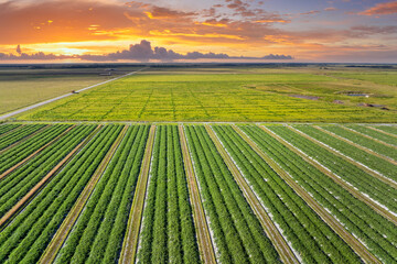 Farm fields in Florida. Agricultural cultivated field in summer season with growing green crops....