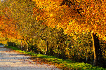 a tree-lined path with autumn leaves, background for autumn concept