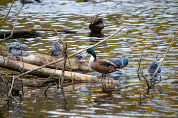 Stockente im seichten Wasser