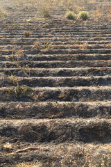 Fires in the agriculture and lost crops for climate change and  natural disaster for fires