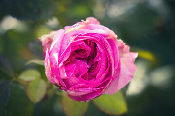 rose du parc de madrid