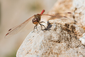 Red arrow dragonfly,Sympetrum striolatum,on a stone, front view,macro.
