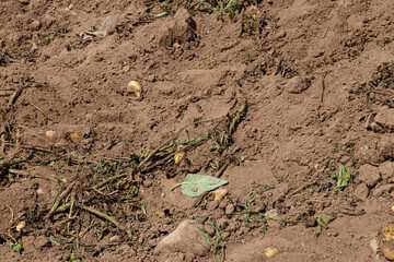 Climate change with natural disasters affecting agriculture on fertile land