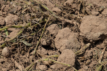 Climate change with natural disasters affecting agriculture on fertile land