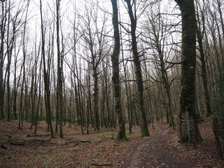 Obraz premium forest in the morning