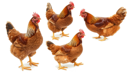 Profiles & Portraits on Clear Background Generative AI