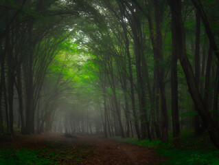 Obraz premium Creepy mysterious green foggy forest during autumn day with forest road and green foliage