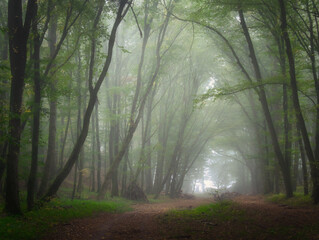 Obraz premium Creepy mysterious green foggy forest during autumn day with forest road and green foliage