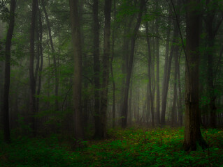 Mysterious green foggy forest during autumn day with trees