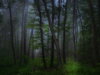Mysterious green foggy forest during autumn day with trees