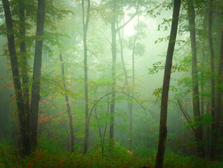 Fototapeta premium Mysterious green foggy forest during autumn day with trees