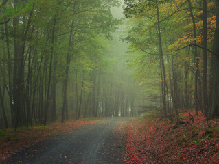 Fototapeta premium Creepy mysterious green foggy forest during autumn day with forest road and green foliage