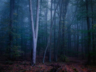 Fototapeta premium Creepy mysterious green foggy forest during autumn day with forest road and green foliage