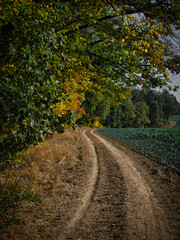 Naklejka premium Colorful forest during autumn day with road and colorful foliage