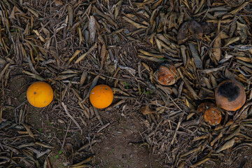 Climate change with natural disasters affecting agriculture on fertile land