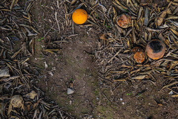 Climate change with natural disasters affecting agriculture on fertile land