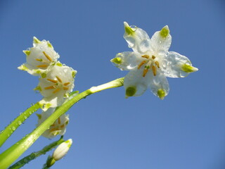 White flowers Spring snowflakes, Snowbell, Leucojum vernum with drops of water and blue sky - close...