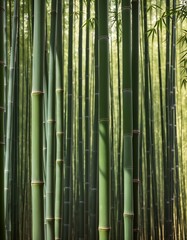 Bamboo thickets