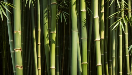 Obraz premium bamboo forest in the heart of the jungle