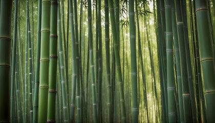 Fototapeta premium Bamboo thickets