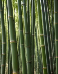 Fototapeta premium bamboo forest in the heart of the woods