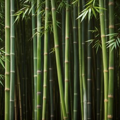Obraz premium bamboo forest in the misty woods