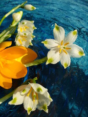 White flowers, buds Spring snowflakes, Snowbell, Leucojum vernum and yellow Crocus on blue glass...