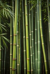 Obraz premium bamboo forest in dense foliage