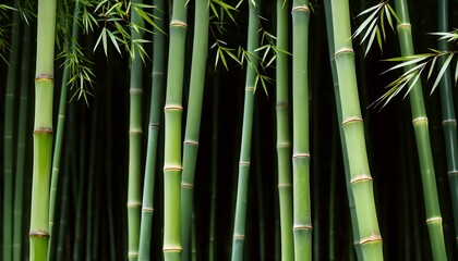 Obraz premium bamboo forest in dense foliage