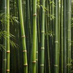 bamboo forest in green valley