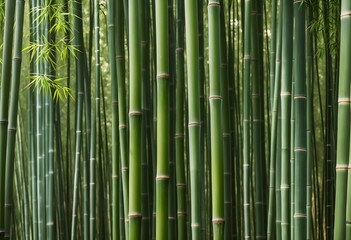 Fototapeta premium bamboo forest in green valley