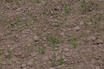 Climate change with natural disasters affecting agriculture on fertile land