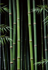 Fototapeta premium bamboo forest in misty morning