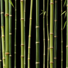 Fototapeta premium bamboo forest in misty morning