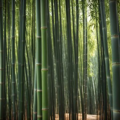 Fototapeta premium Bamboo thickets