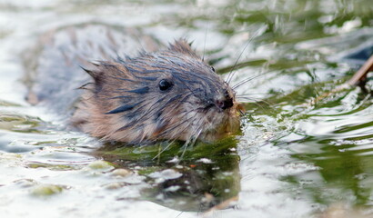 otter in the water