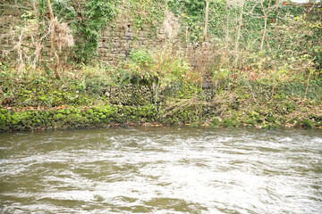 Overgrown river bank example