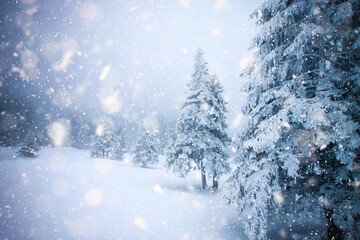 snow covered fir trees in heavy snowfall - Christmas background