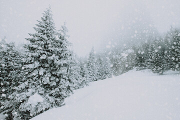 snow covered fir trees in heavy snowfall - Christmas background