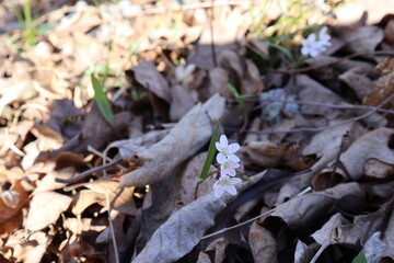 Spring Beauty