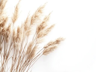 Fototapeta premium A cluster of dried pampas grass against a white background, creating a minimalist aesthetic.