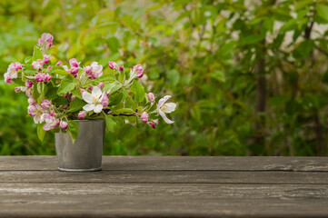 Apple blossoms in a decorative bucket on the background of a spring garden. Layout for display or installation of products