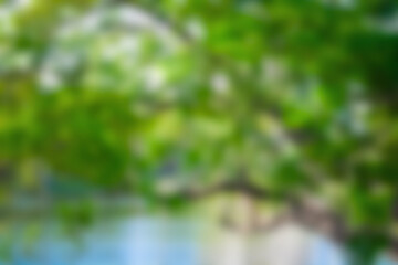 Bright Green Foliage Reflecting in a Tranquil River During a Sunny Afternoon in Springtime