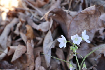Spring Beauty