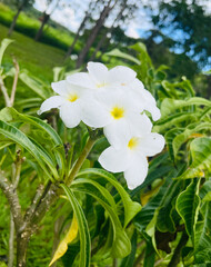 Flores e plantas naturais